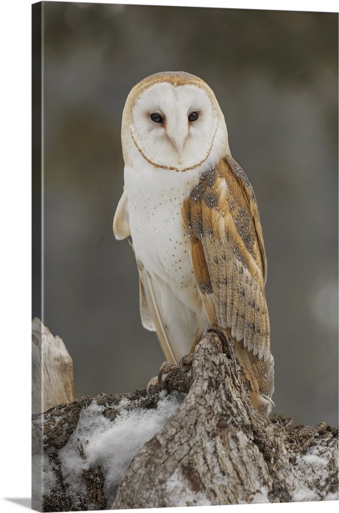 Barn owl, Tyto alba, controlled situation, Montana.