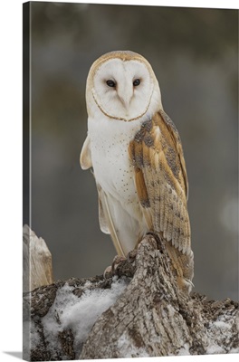 Barn Owl, Tyto Alba, Controlled Situation, Montana