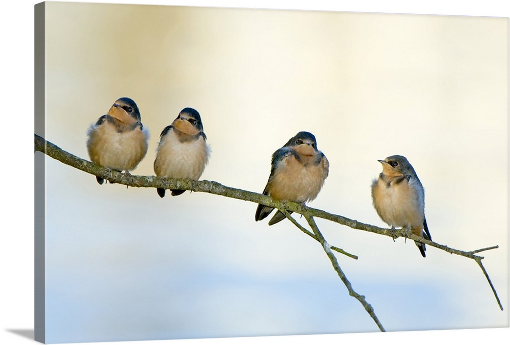 Barn swallows, Hirundo rustica, Stanley Park, British Columbia