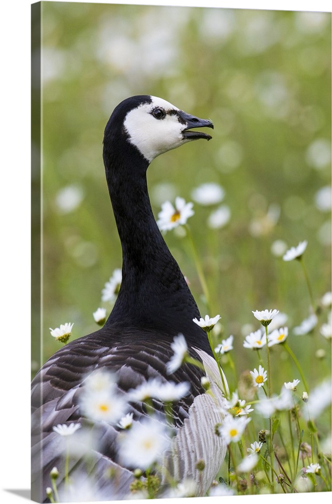 Barnacle goose standing in a green field. Germany, Bavaria, Munich.