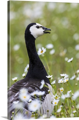 Barnacle goose standing in a green field, Germany, Bavaria, Munich