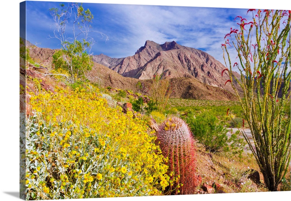 Barrel cactus, brittlebush and ocotillo under Indianhead Peak, Anza-Borrego Desert State Park, California USA.