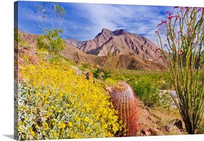 Barrel Cactus, Brittlebush And Ocotillo, Anza-Borrego Desert State Park, California