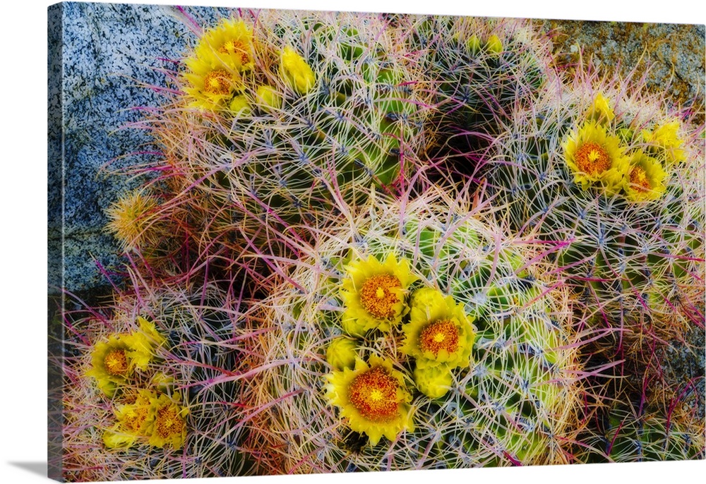 Barrel cactus in bloom, Anza-Borrego Desert State Park, California