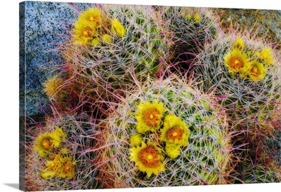 Barrel Cactus in bloom, Anza-Borrego Desert State Park