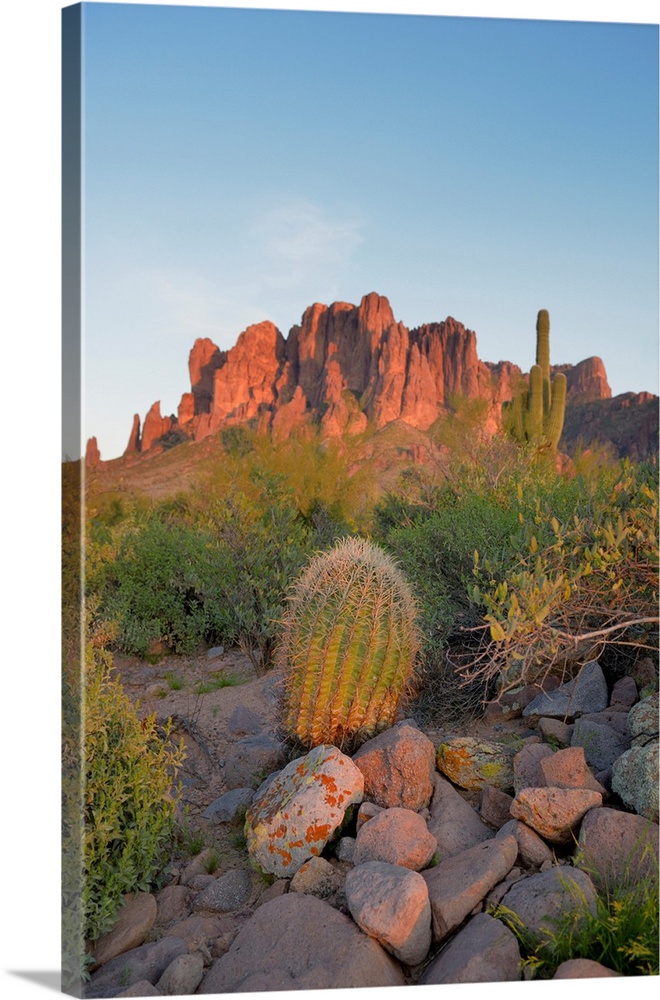 USA, Arizona, Lost Dutchman State Park, Barrel Cactus in front of the Superstition Mountains.