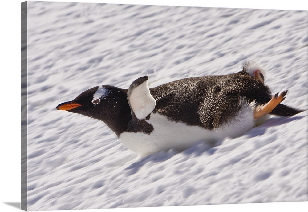 Barrientos Island, Antarctica. Gentoo Penguin slides on its stomach. Digitally Altered.