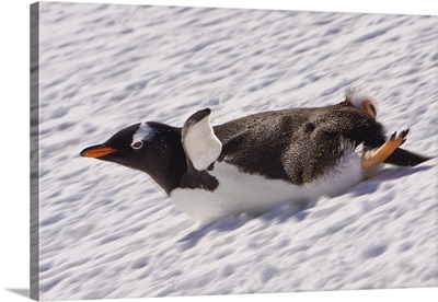 Barrientos Island, Antarctica, Gentoo Penguin slides on its stomach, Digitally Altered