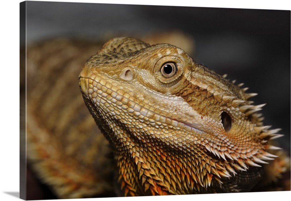 Bearded Dragon, Pogona vitticeps. (Captive)