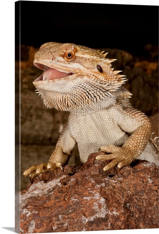 Bearded Dragon, Pogona vitticeps, Native to Australia