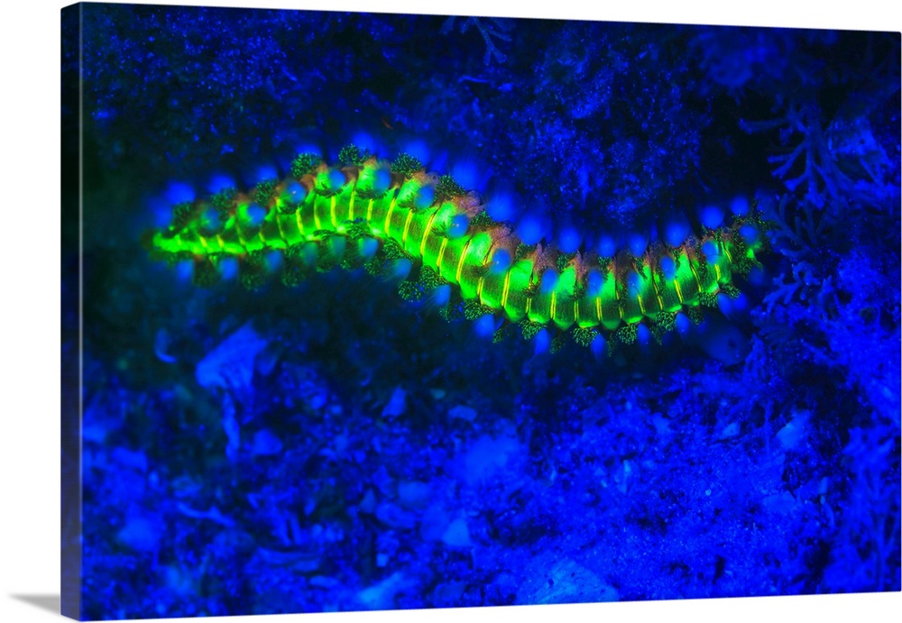 Bearded Fireworm (Hermodice carunculata), Underwater Fluorescence, Blue Heron Bridge, Intercoastal Waterway, West Palm Bea...