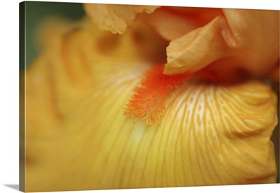 Bearded Iris Flower Close-Up