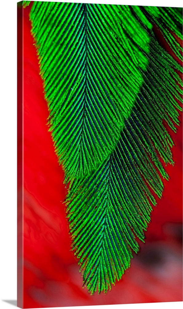 Beautiful feathers of the Resplendent Quetzal.