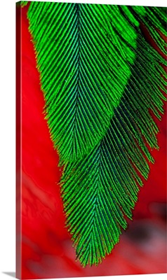 Beautiful feathers of the Resplendent Quetzal