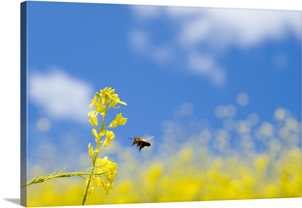 Bee and field mustard (Brassica campestris), Lafayette Reservoir, Lafayette, California.