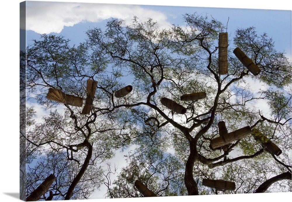 Beehives on acacia tree, Arba Minch, Southern Nations, Nationalities, and Peoples' Region, Ethiopia