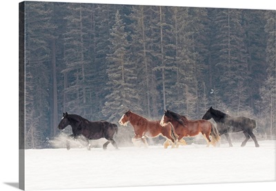Belgian Horse roundup in winter, Kalispell, Montana, Equus ferus caballus