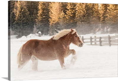 Belgian Horse roundup in winter, Kalispell, Montana, Equus ferus caballus