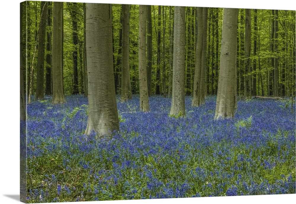Belgium, Brussels. Hallerbos National Forest with spring bluebells.
