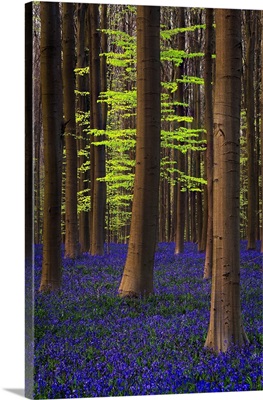 Belgium, Hallerbos Forest With Trees And Bluebells
