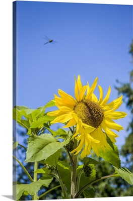 Bellevue, Washington State, USA, Dragonfly In Flight Over Sunflower Plant On A Sunny Day