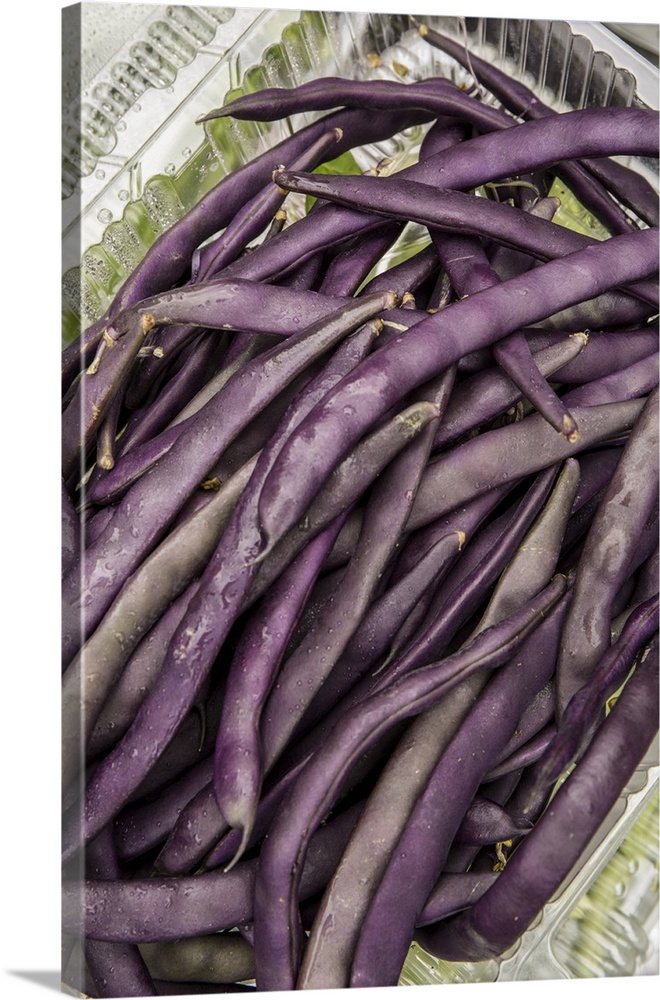 Bellevue, Washington State, USA. Freshly harvested Violet Podded Stringless pole beans. United States, Washington State.