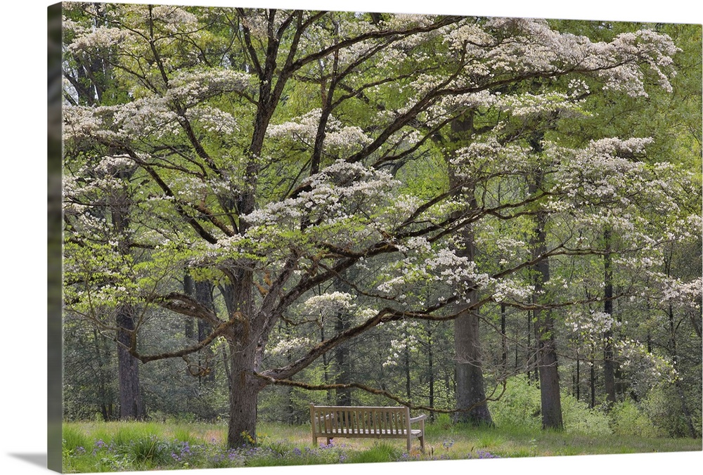 USA, North America, Delaware. Bench Under Blooming White Dogwood Amongst The Hardwood Tree, Mt, Cuba Center, Hockessin, De...