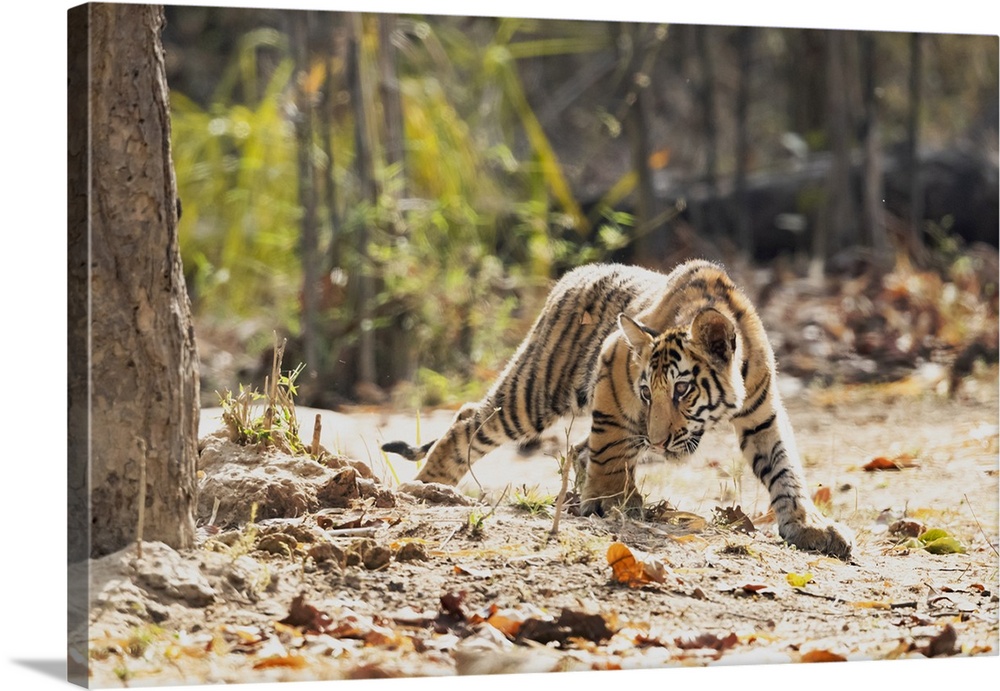 India, Madhya Pradesh, Bandhavgarh National Park. A Bengal tiger cub looking intently for something to stalk.