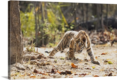 Bengal Tiger, India, Madhya Pradesh, Bandhavgarh National Park