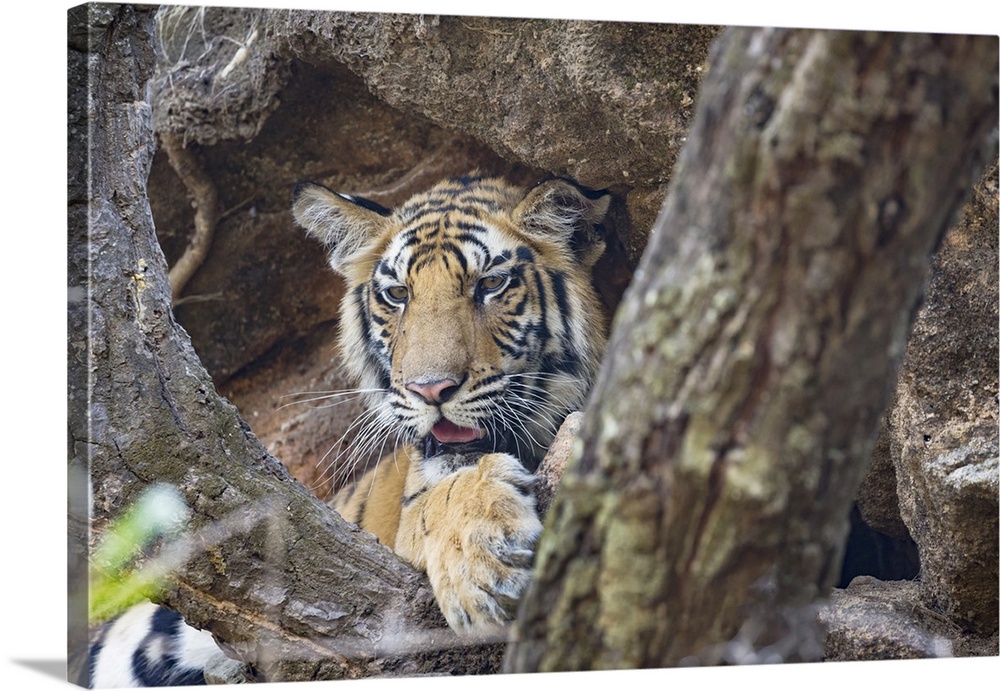 India, Madhya Pradesh, Bandhavgarh National Park. A young Bengal tiger peers out from his cool sanctuary beneath a rocky c...