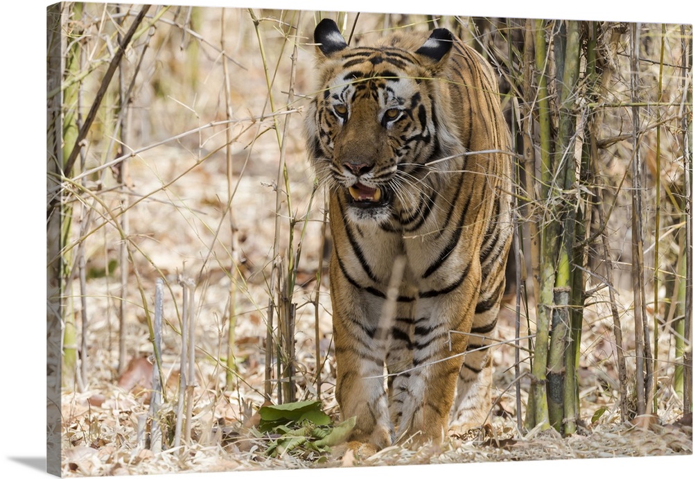 India, Madhya Pradesh, Bandhavgarh National Park. A big male Bengal tiger emerges from the bamboo.