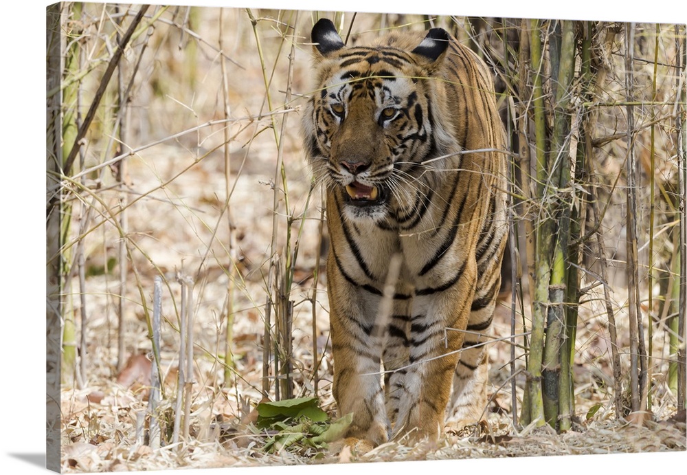 Bengal Tiger  Animal drawings, National animal, Bengal tiger