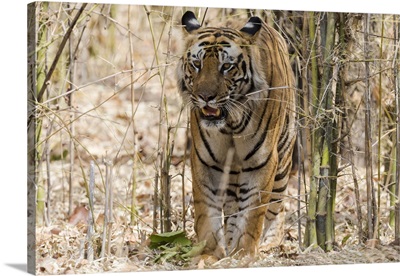 Bengal Tiger, India, Madhya Pradesh, Bandhavgarh National Park