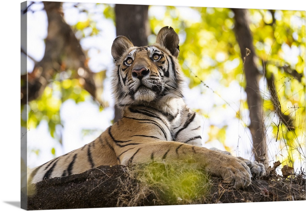 India, Madhya Pradesh, Bandhavgarh National Park. A young Bengal tiger watching from its perch high up on a rock.
