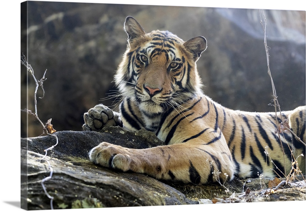 India, Madhya Pradesh, Bandhavgarh National Park. A young Bengal tiger resting on a cool rock.