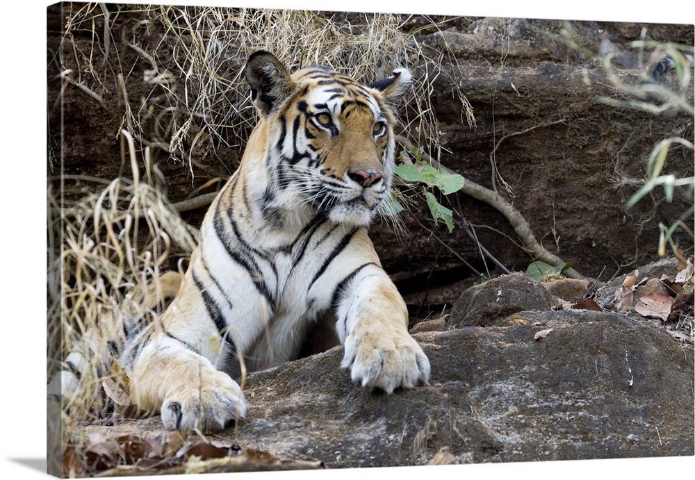 India, Madhya Pradesh, Bandhavgarh National Park. A Bengal tigress resting at the entrance of a limestone cave where it is...