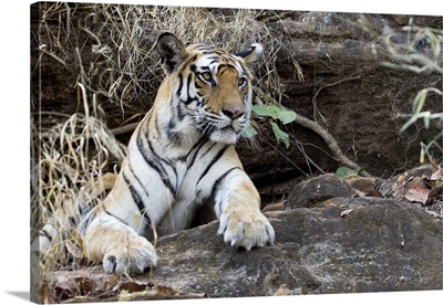 Bengal Tigress, India, Madhya Pradesh, Bandhavgarh National Park