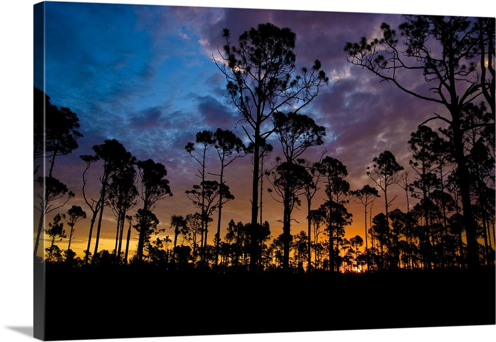 The rising sun silhouettes the slash pine trees in the foreground, looking east into the Big Cypress National Preserve; pa...