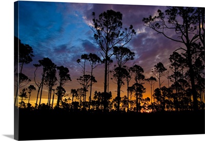 Big Cypress National Preserve, Florida