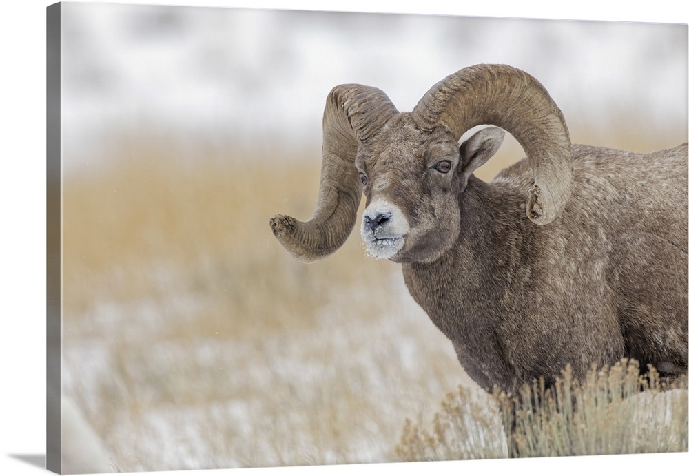 Bighorn sheep in winter. Grand Teton National Park, Wyoming. United States, Wyoming.