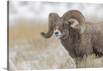 Bighorn Sheep In Winter, Grand Teton National Park, Wyoming