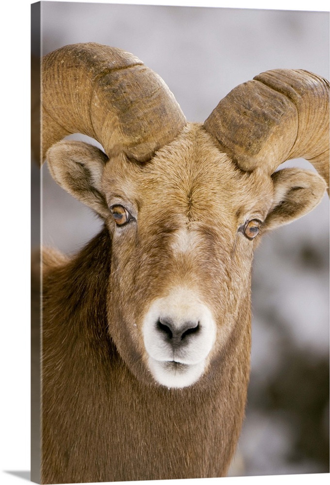 Bighorn sheep, Ovis canadensis, Maligne Canyon, Jasper National Park, Alberta, Rocky Mountains