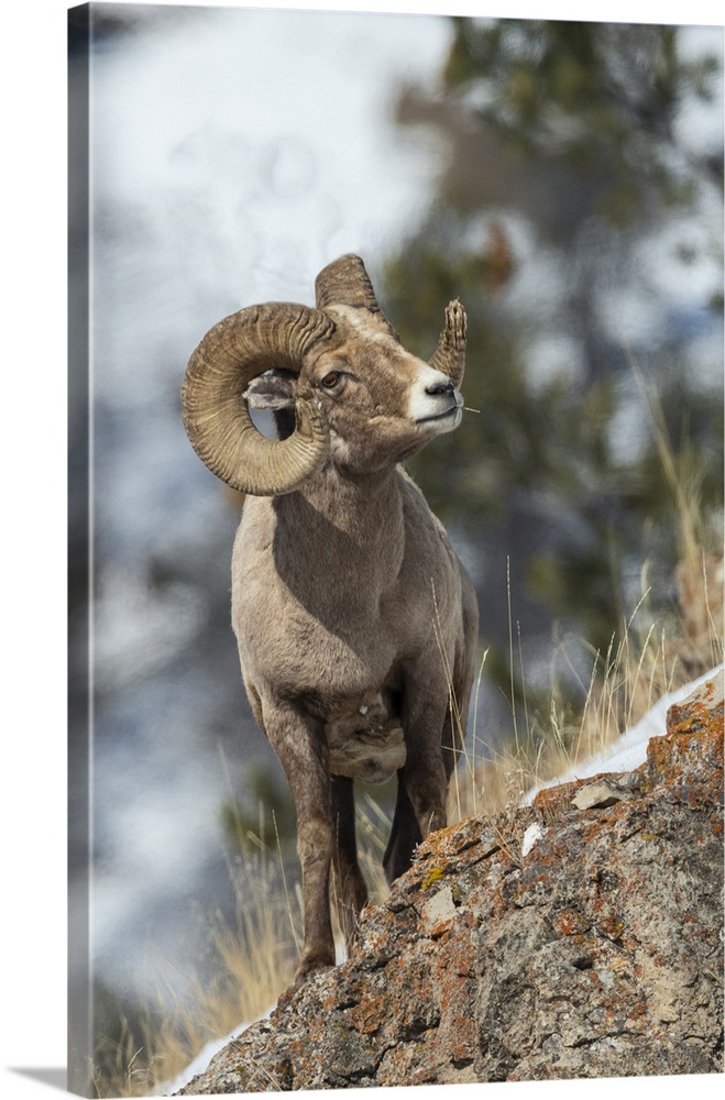 Bighorn sheep ram. Nature, Fauna.