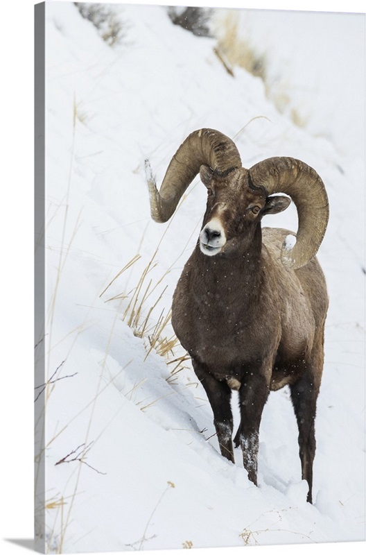 Bighorn Sheep Ram Wall Art, Canvas Prints, Framed Prints, Wall Peels ...