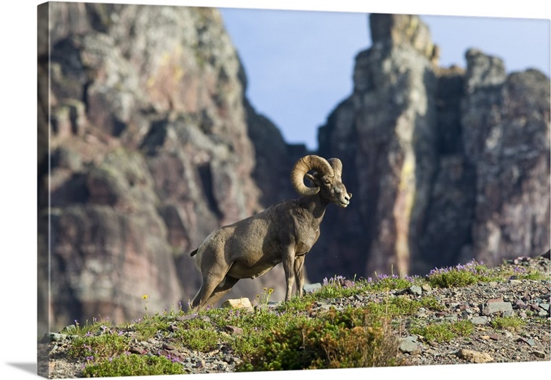 Utah Ram Print Rocky Mountains Bighorn Sheep Art Sheep 