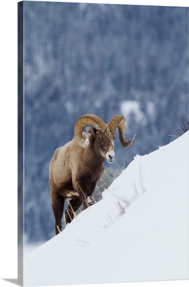 Bighorn Sheep Ram On Winter Range Wall Art, Canvas Prints, Framed ...