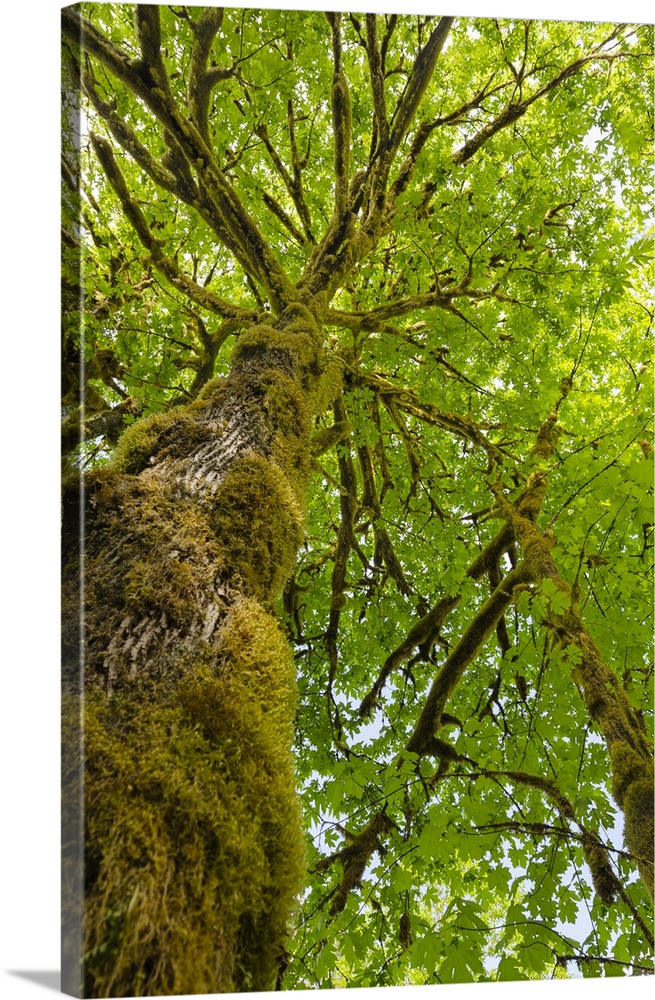 Bigleaf Maple (Acer macrophyllum) Baker River, North Cascades National Park, Washington State