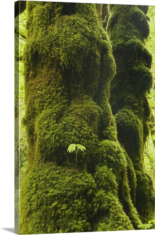 Oregon, Bigleaf Maple (Acer macrophyllum) Seedling grows on mossy trunk, Cascade Mountains.