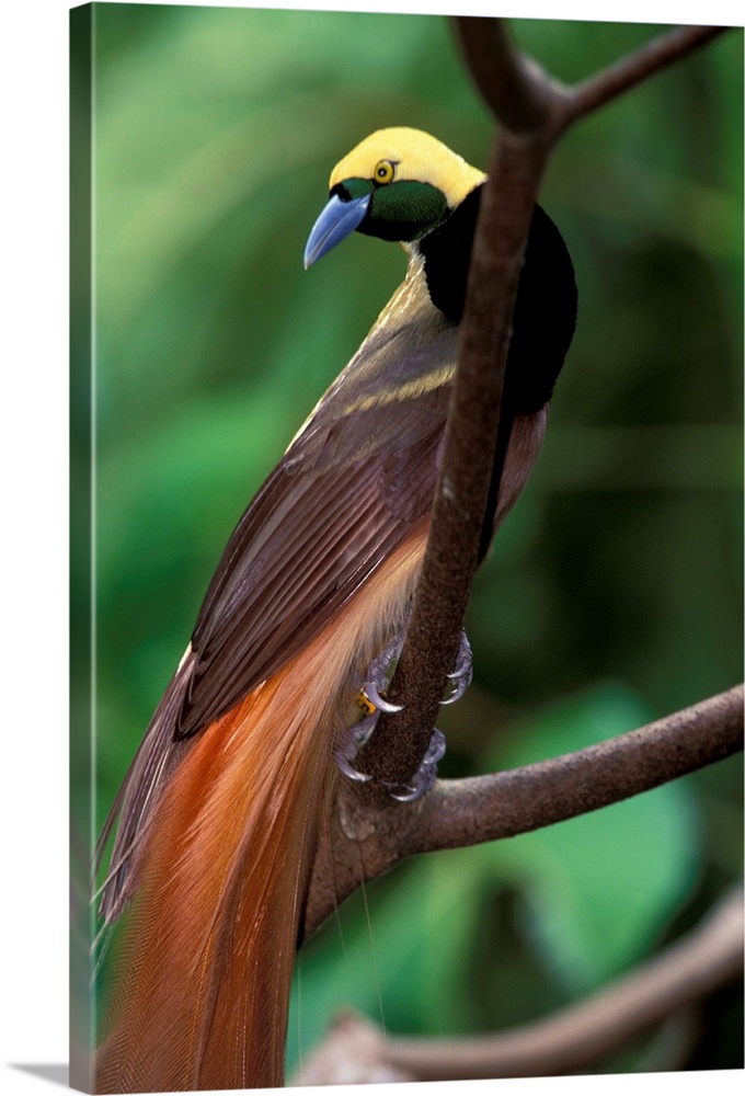 Bird of paradise (Greater (Paradisaea apoda)