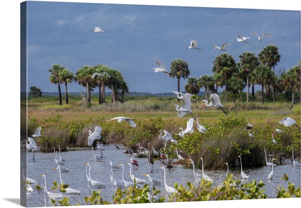 Birds in marsh at Merritt Island National Wildlife Refuge, Florida.